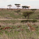 Illustration for article titled Photo Safari: Lions